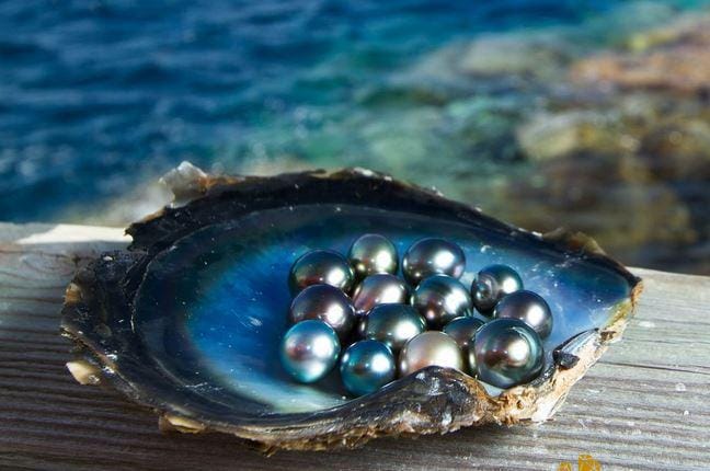 Ngọc Trai Tahiti Là Gì ? Ngọc Trai Đen Có Mắc Không
