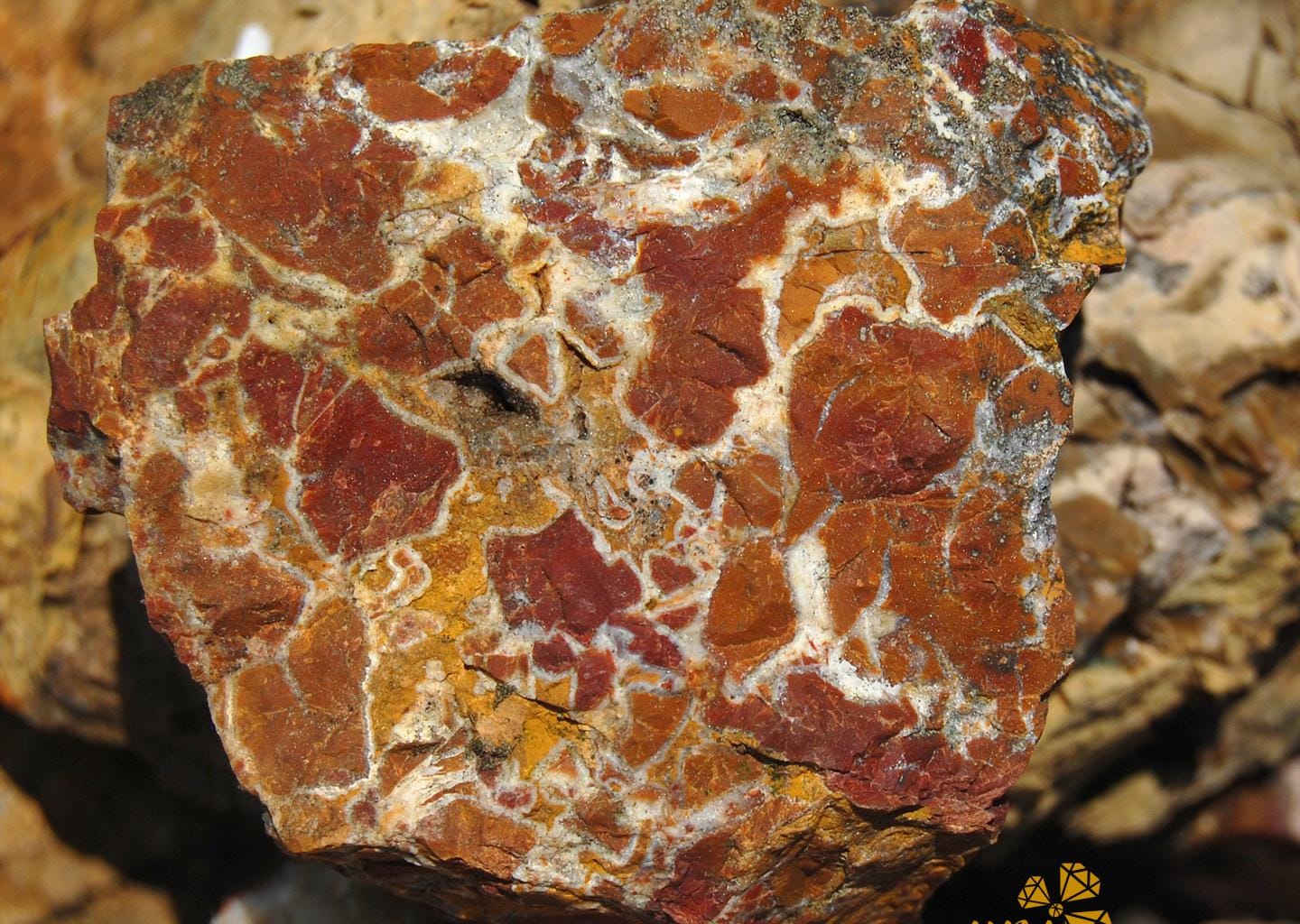 Jasper Bạn Đã Biết ?