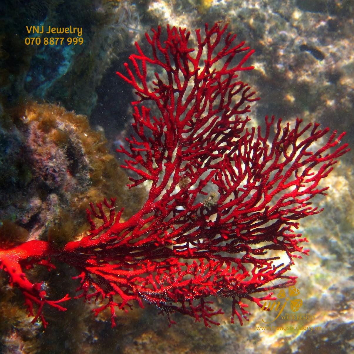 Đá Coral (san Hô Đỏ): Báu Vật Thiên Nhiên Độc Đáo Và Quý Hiếm