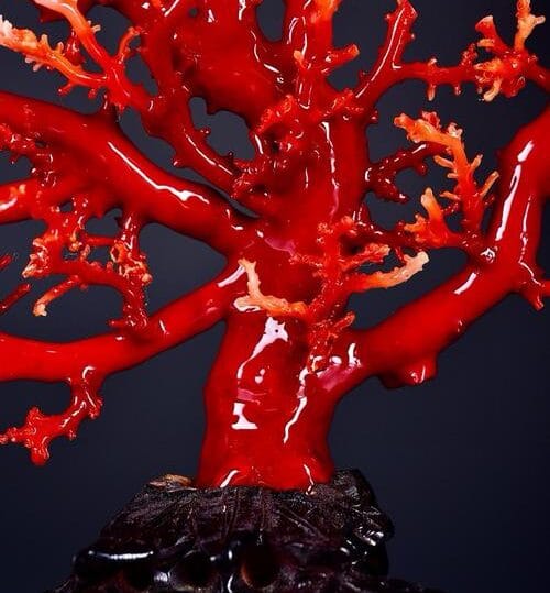 Đá Coral (san Hô Đỏ): Báu Vật Thiên Nhiên Độc Đáo Và Quý Hiếm