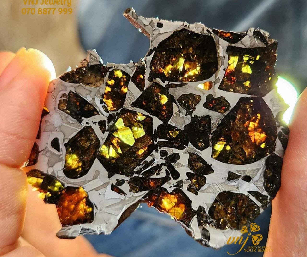 Lát cắt thiên thạch pallasite với tinh thể olivine màu vàng cam trong nền sắt, được cầm trên tay dưới ánh sáng của đèn soi đá