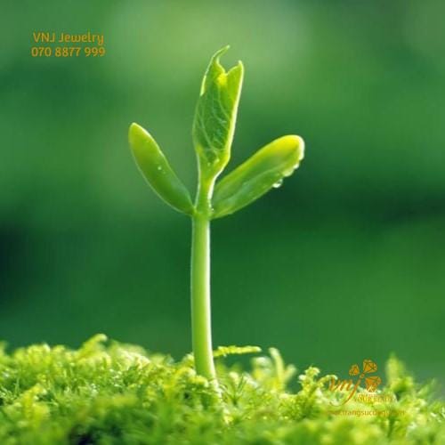 Mệnh Mộc