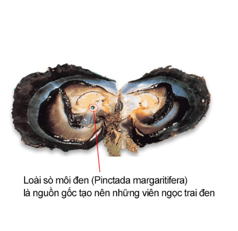 Sò môi đen Pinctada margaritifera - loài nhuyễn thể tạo nên nhiều viên ngọc trai đen tự nhiên nổi tiếng trên thế giới.